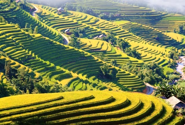 Ruộng bậc thang trồng lúa không chỉ đem lại no ấm cho người dân bản địa, đó còn là bức tranh thiên nhiên tuyệt đẹp trong mắt du khách.