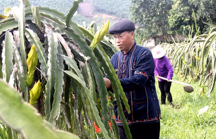 Vườn thanh long chỉ hoàn toàn sử dụng phân bón hữu cơ của ông Đặng Văn Thương
