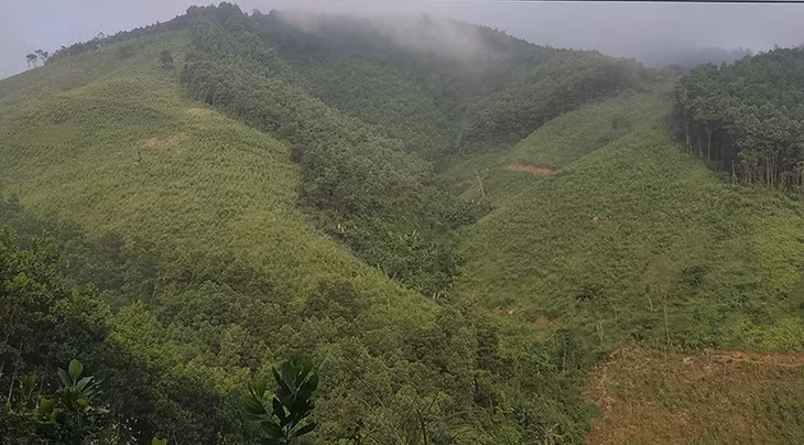 Một góc rừng Đồng Sơn.