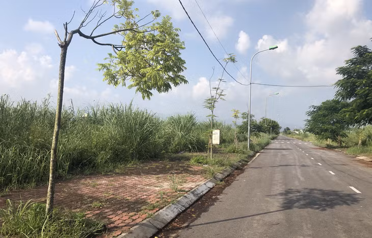 Nhiều khu vực trong Khu đô thị Cao Xanh- Hà Khánh vẫn chưa có hộ dân xây dựng nhường chỗ cho cỏ mục um tùm.