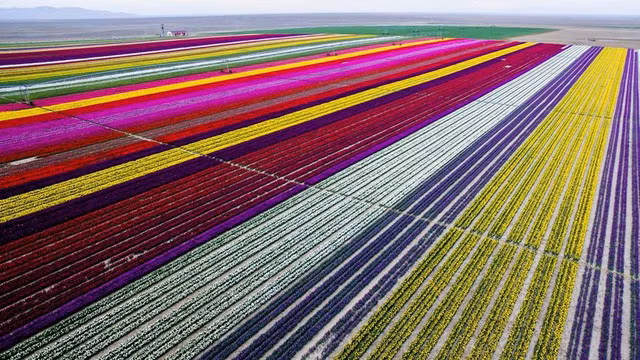  Cánh đồng hoa tulip ở Konya, Thổ Nhĩ Kỳ: Những bông hoa đầy màu sắc này đẹp nhất vào tháng 4 và tháng 5 hàng năm.