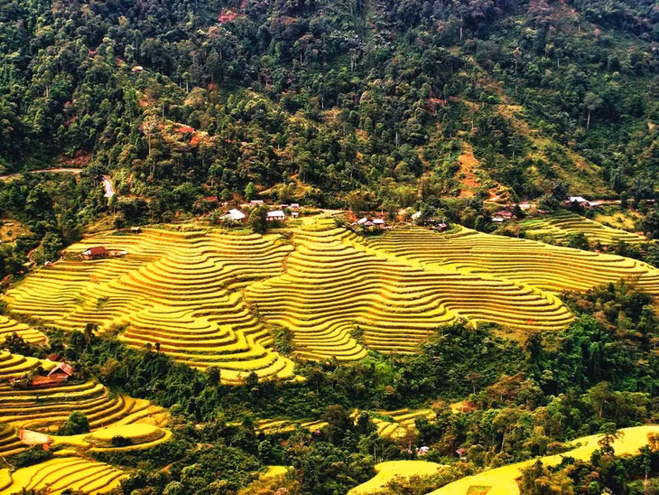 Khung cảnh đẹp mê hồn khi lúa trên những thửa ruộng bậc thang chuyển sang màu vàng óng ả.