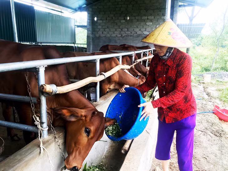 Người dân xã Bình Khê, TX Đông Triều đẩy mạnh chuyển dịch cơ cấu cây trồng vật nuôi, nâng cao thu nhập. Trong ảnh: mô hình nuôi bò vàng lai của bà Phạm Thị Phúc, thôn Trại Thông.