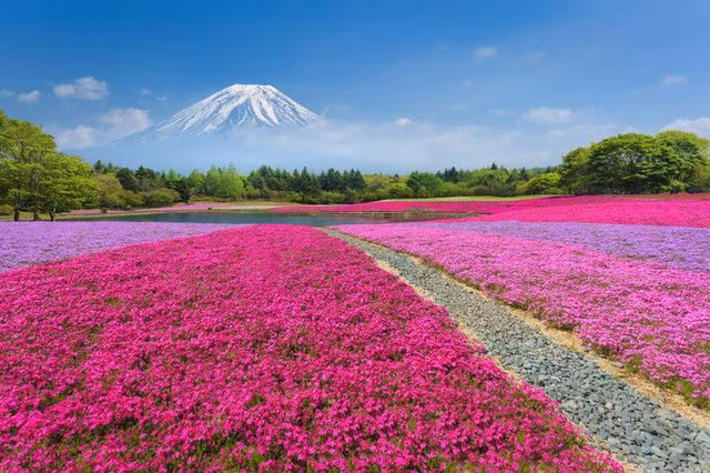  Vườn hoa Fuji Shibazakura ở Nhật Bản: Mùa hoa ở đây rơi vào khoảng từ giữa tháng 4 - cuối tháng 5 và đây cũng là khoảng thời gian diễn ra các lễ hội.