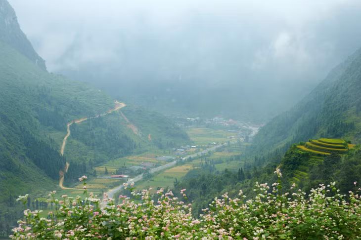 Hà giang mùa Tam giác mạch.