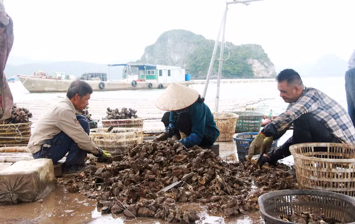 Thu hoạch hàu biển của người dân Thị trấn Cái Rồng (Vân Đồn).