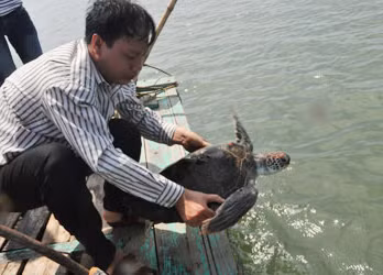 Rùa biển được thả về tự nhiên.