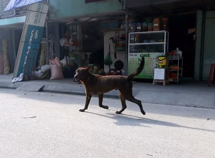 Những loại chó to, dữ vẫn được thả rông trên huyên
