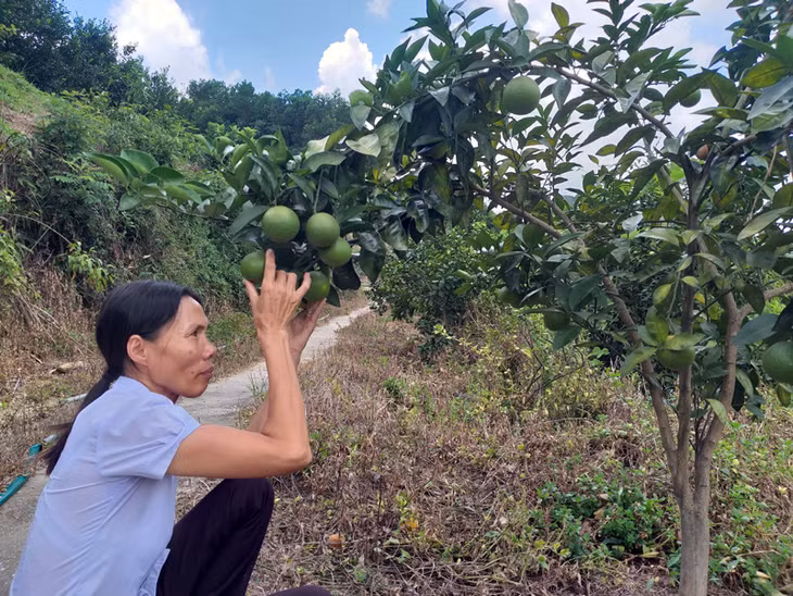 Chị Lê Thị Bảy theo dõi diễn biến sinh trưởng của cây cam