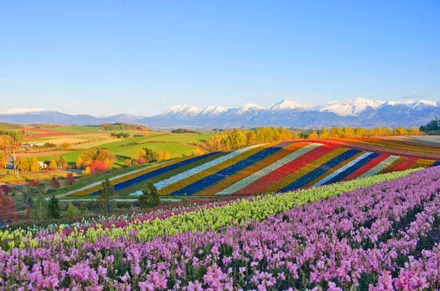  Những vườn hoa ở Shikisai no Oka tại Hokkaido, Nhật Bản: Những đồi hoa tulip, hoa oải hương, hoa hướng dương... nở rộ giống như một tấm thảm đầy màu sắc diệu kỳ của tự nhiên.