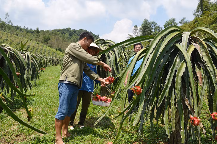 Vườn mẫu trên địa bàn phường Bắc Sơn