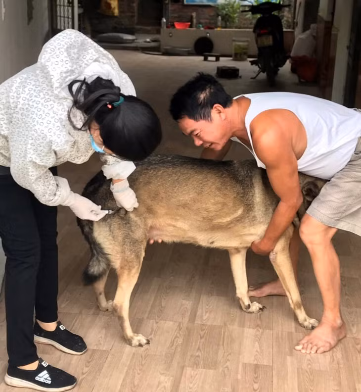 Để khống chế và loại trừ bệnh dại, tiêm vắc xin cho vật nuôi là biện pháp hàng đầu (Cán bộ thú y huyện Hoành Bồ tiêm phòng dại cho vật nuôi trên địa bàn huyện).