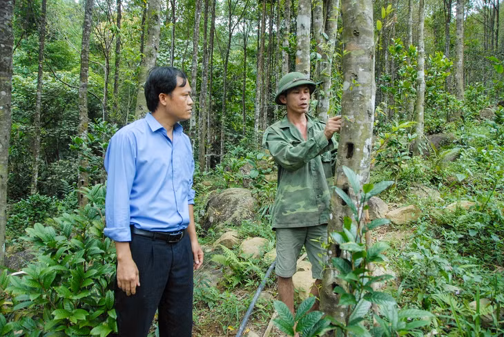 Cán bộ xã Tân Dân, huyện Hoành Bồ (bên trái) nắm tình hình sản xuất mô hình trồng cây trầm hương của nông dân trên địa bàn xã.