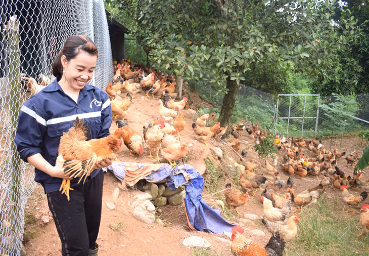Niềm vui khi gà bản Đầm Hà đã có thương hiệu ở gia trại chị Nguyễn Thị Luyến, thôn Hải An, xã Quảng An, huyện Đầm Hà