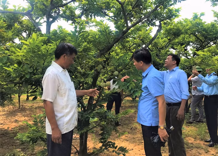 Vườn na của gia đình ông Đỗ Văn Hân, thôn Khe Thượng, xã Việt Dân, TX Đông Triều là vườn mẫu được nhiều đoàn công tác đến tham quan, học tập.