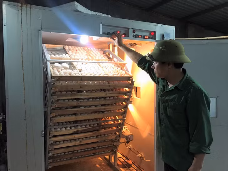 Gia đình anh Đinh Văn Thắng, thị trấn Đầm Hà, huyện Đầm Hà áp dụng máy ấp gia cầm, cung cấp nguồn giống ổn định cho các hộ chăn nuôi trên địa bàn. 