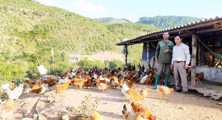 Mô hình chăn nuôi gà ở xã Hà Lâu (Tiên Yên) tạo thu nhập cao, ổn định cho lao động tại địa phương