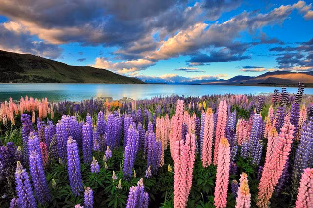  Hoa lupin ở hồ Tekapo, New Zealand: Thời điểm lý tưởng nhất để chiêm ngưỡng những bông hoa màu hồng và tím tuyệt đẹp này là từ giữa tháng 11 - tháng 12.