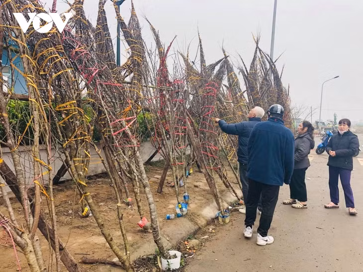 Nghiêm cấm chặt phá, vận chuyển, kinh doanh, sử dụng trái pháp luật cây và cành đào, mai từ rừng tự nhiên, rừng đặc dụng, rừng phòng hộ; xử lý nghiêm các trường hợp vi phạm. (Ảnh minh họa)