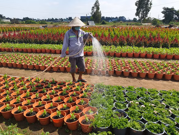 Nông dân TP.HCM tất bật tưới nước, bón phân... để hoa nở đúng tết - Ảnh: N.TRÍ