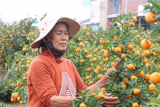 Bà Tuyết buồn rầu vì vụ quất thất bát.