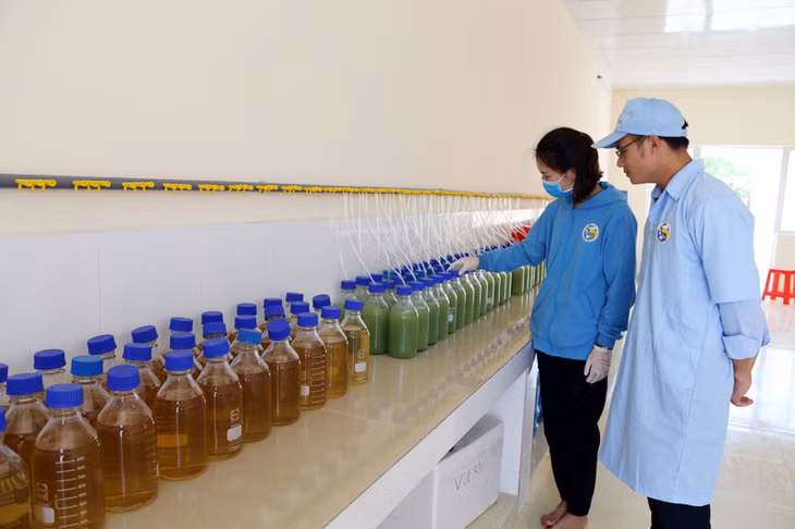 Công đoạn vi sinh: Làm sạch nước bổ sung vi khuẩn vào đường ruột cho tôm.