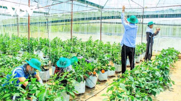 Vườn ớt chuông của nông dân ở Đà Lạt sử dụng giải pháp MrVina Farm.Pocket trong canh tác