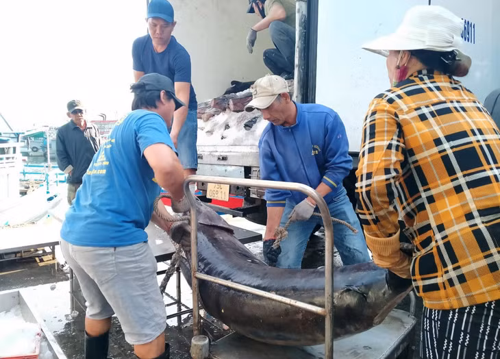 Có những con cá ngừ đạt đến 50kg.