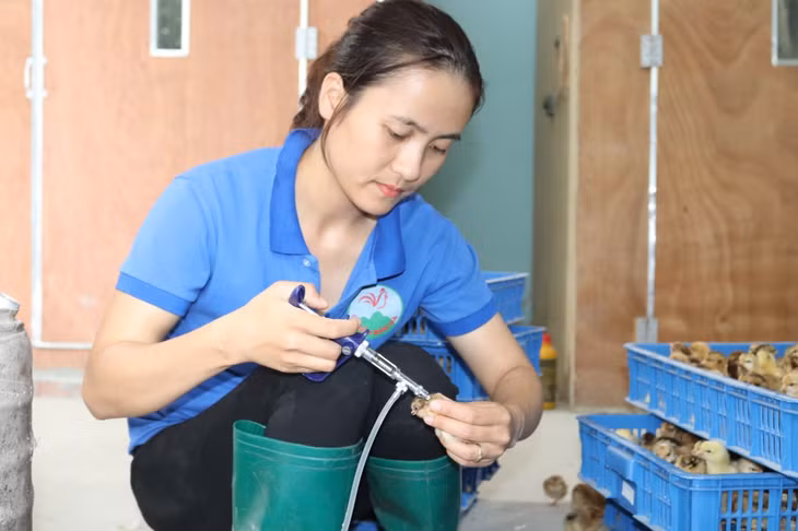 Chị Hiền tiêm phòng cho gà giống.