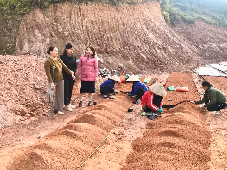 Bà Nguyễn Thị Sâm, thôn Tân Hà, xã Tân Bình, huyện Đầm Hà tạo công ăn, việc làm cho nhiều chị em phụ nữ địa phương.