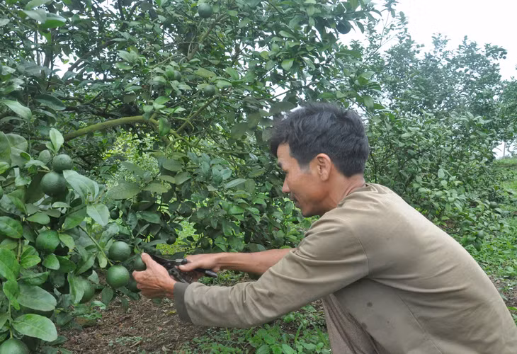 Người dân xã Tân Bình, huyện Đầm Hà đầu tư trồng cây ăn quả để phát triển kinh tế gia đình.