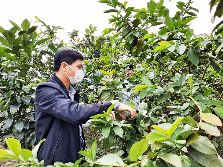 Mô hình trồng cây ăn quả của người dân xã Quảng Tân, huyện Đầm Hà.