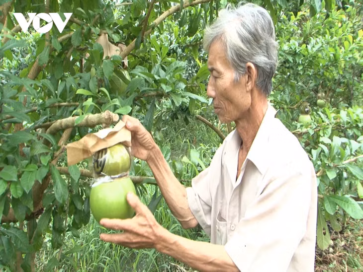 Nông dân Hậu Giang với trái đào tiên tạo hình hồ lô phục vụ thị trường Tết