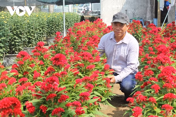Ông Trương Văn Nhung Tổ trưởng Tổ hợp tác trồng hoa xã Mỹ Phong có hơn 30 năm trồng hoa Tết