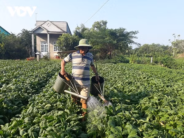 Nông dân đang khẩn trương chăm sóc màu Tết