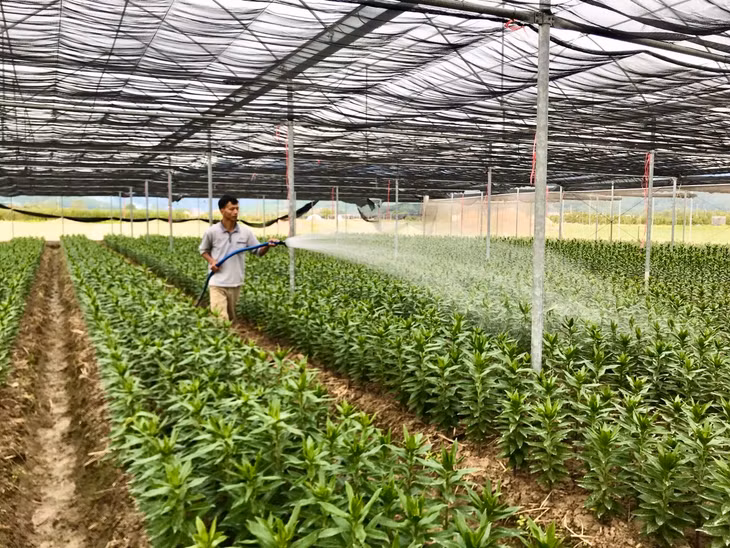 Anh Vũ Xuân Đương, thôn Quảng Mản, xã Bình Khê, TX Đông Triều chăm sóc vườn trồng hoa ly.