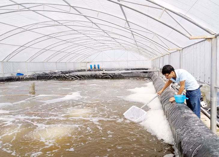 Mô hình nuôi tôm 2 giai đoạn theo công nghệ Biofloc của hộ anh Phùng Quang Lộc (xã Hải Lạng, huyện Tiên Yên) cho thu nhập 20 tỷ đồng/vụ.
