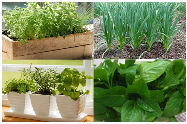 Cây gia vị góp phần tăng vị ngon cho các món ăn hàng ngày. Không chỉ thế, một số loại còn có thêm nhiều công dụng khác như đuổi muỗi, chữa bệnh… Ảnh đồ họa: P.Công