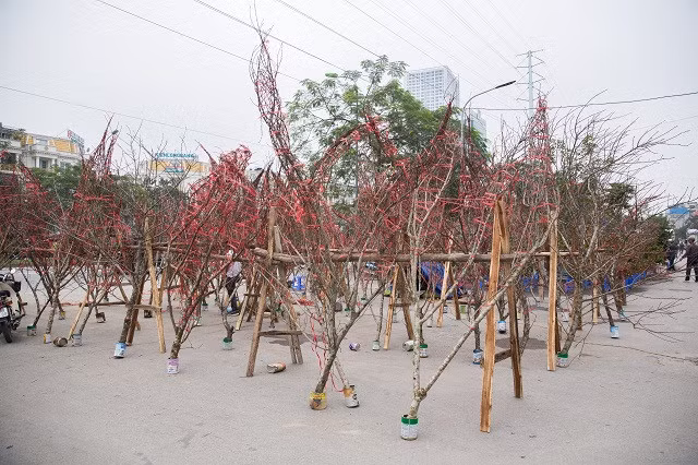  Nghiêm cấm chặt phá, vận chuyển, kinh doanh, sử dụng trái pháp luật cây và cành đào, mai từ rừng tự nhiên, rừng đặc dụng, rừng phòng hộ; xử lý nghiêm các trường hợp vi phạm - Ảnh minh họa