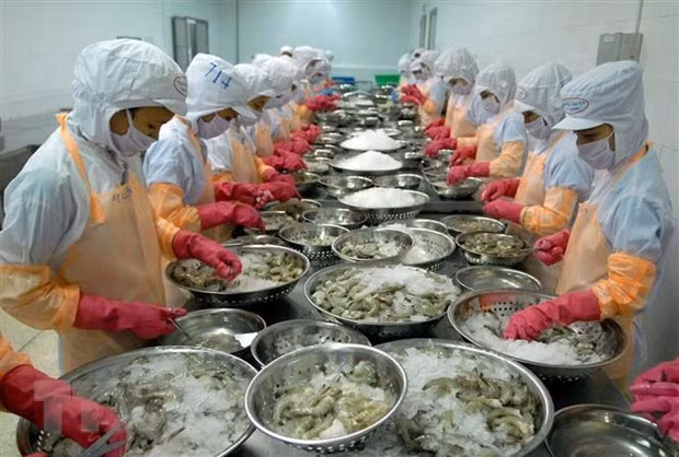 Chế biến tôm đông lạnh xuất khẩu. (Ảnh: TTXVN)