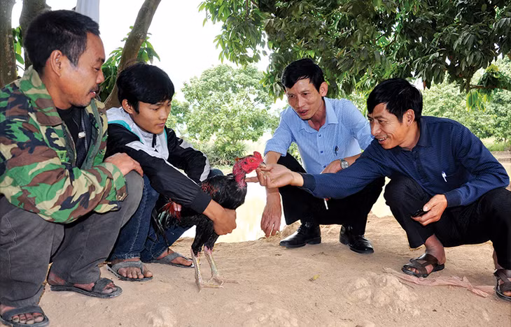 Anh Đặng Văn Mạnh (thứ 2, trái sang), trú tại thôn Chí Linh, xã Yên Đức, TX Đông Triều, giới thiệu về thú vần vỗ gà chọi. Ảnh: Hữu Duy