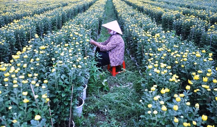  “Nhìn vậy chứ cả cánh đồng hoa này đều có người đặt mua hết rồi. Giờ chỉ chờ ngày cận Tết là chở đi thôi. Tuy nhiên, thời điểm này không thể lơ là vì có khi “tiền sắp vào tay mà còn bị tuột ra” vì sâu ăn hoa, mưa trái mùa