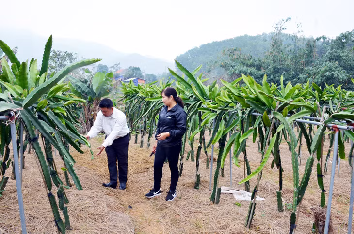 Cán bộ Trung tâm Dịch vụ kỹ thuật nông nghiệp huyện Ba Chẽ hướng dẫn người dân kỹ thuật trồng thanh long ruột đỏ TL5 bằng giàn, do Viện Nghiên cứu rau quả Trung ương chuyển giao kỹ thuật.