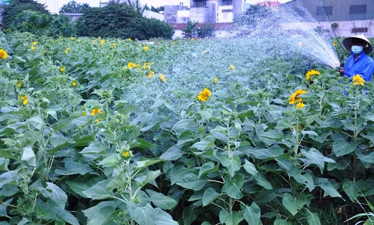 Tại cánh đồng hoa hướng dương trên đường Lê Thị Riêng (quận 12), từ mờ sáng, nhiều nông dân đã có mặt, cần mẫn với công việc tưới nước, bón phân cho hoa. 