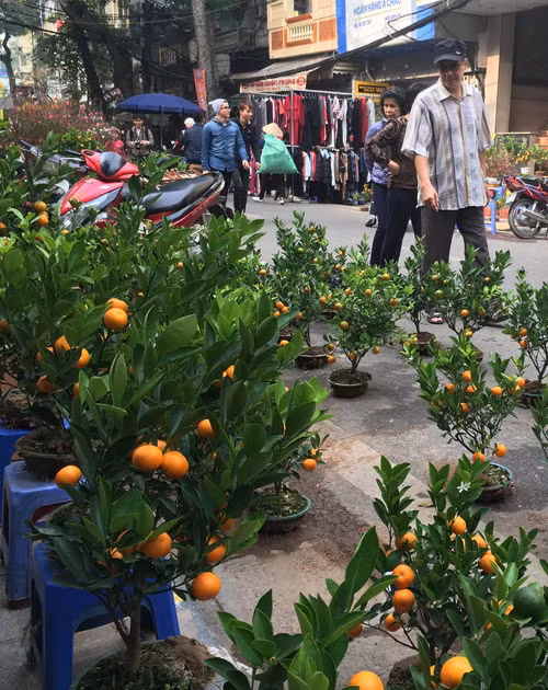 Tuy nhiên, theo một chủ hàng, lượng đào, quất tiêu thụ thời điểm này khá chậm, thường sau Tết ông Táo sức mua mới tăng lên, khách chủ yếu đến khảo giá và tham quan.