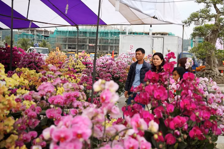 Vườn lan đa dạng sắc màu và chủng loại