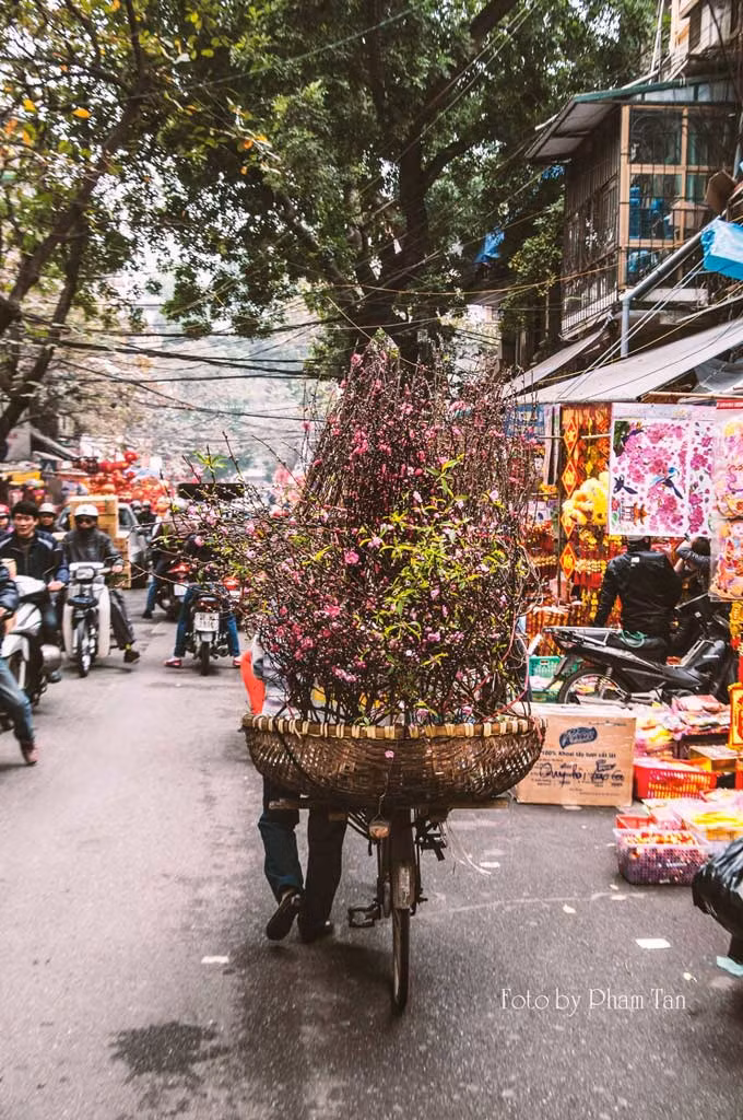 Cành đào mang Tết đến. Ảnh: Phạm Tân