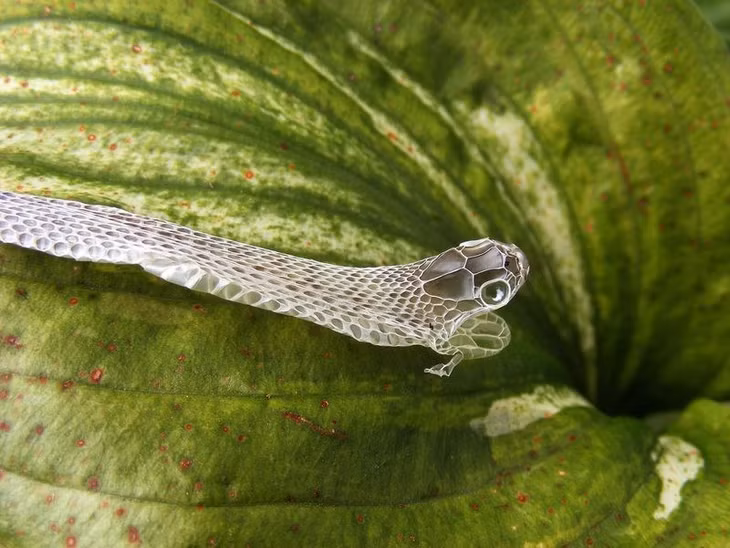 Lột xác. (Nguồn: NatGeo)