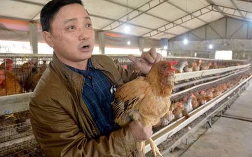 Gà Tiên Yên độc đáo nhờ có túm râu dưới mỏ, không nặng nhưng thịt rất chắc.
