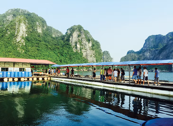 Khu nuôi trồng ngọc trai trên Vịnh Hạ Long.